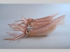 northern shortfin squid