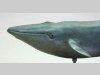 blue whale detail