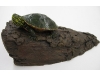 western painted turtle