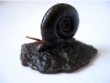 wax snail