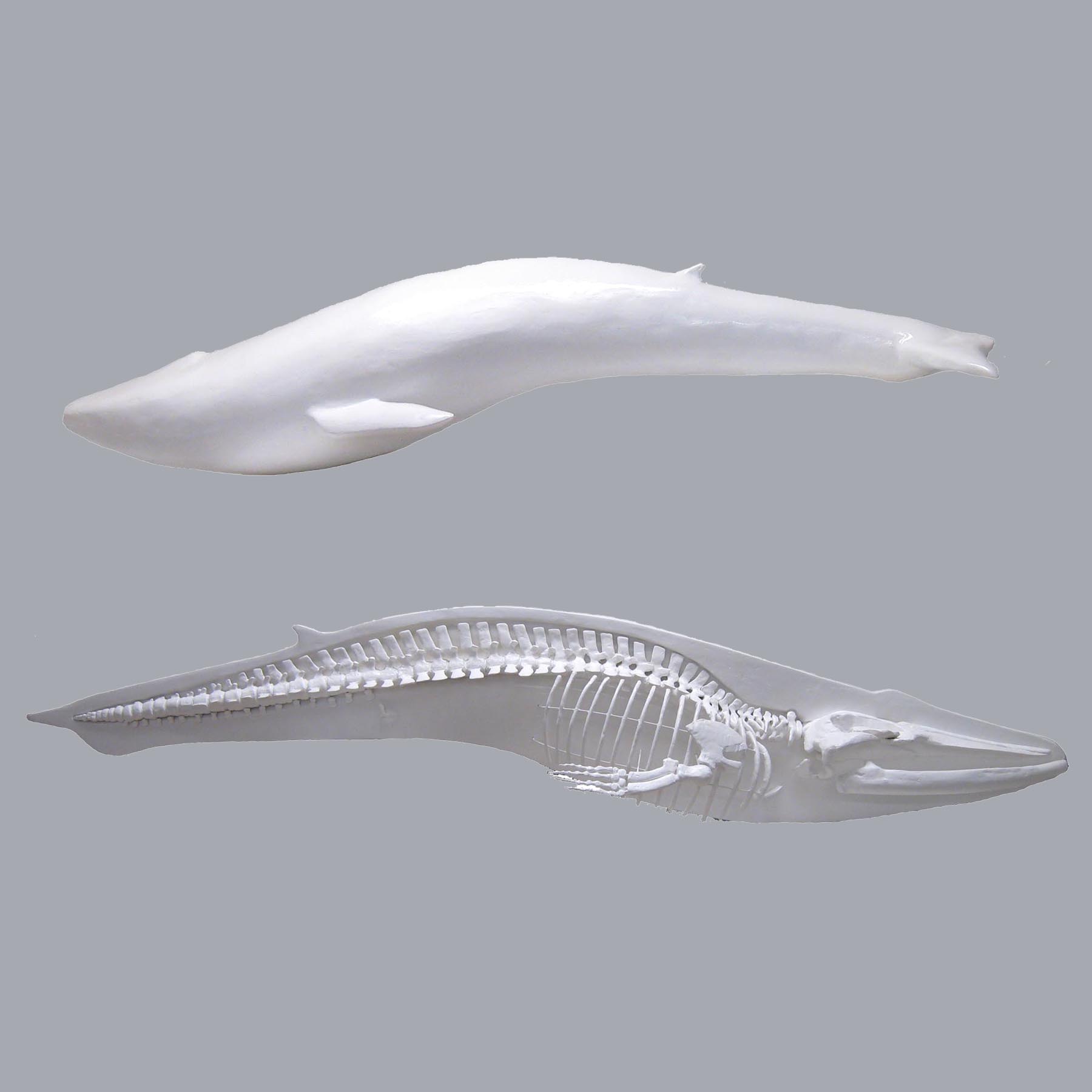 Half-fleshed blue whale skeleton at 1:20 scale