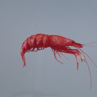 Crimson pasipaeid shrimp