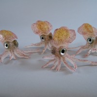 Lesser shining bobtail squid