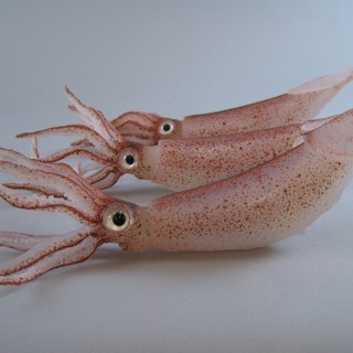 Northern shortfin squid