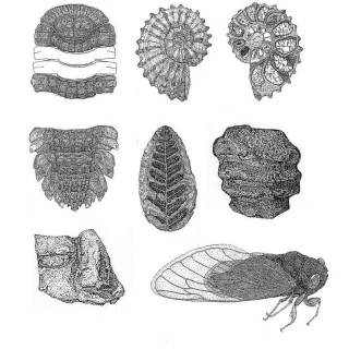 Scientific illustrations