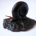 Wax snail- bronze preparation