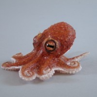 Spoon arm octopus